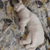 واگذاری گربه