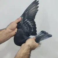 سه تا کفتر غریب|پرنده|کوهدشت, |دیوار