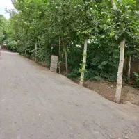 اجاره سوله 150 متری|اجارهٔ دفتر صنعتی، کشاورزی، تجاری|شاندیز, |دیوار