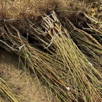 فروش نهال مناسب مناطق کم اب