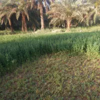 یونجت درجه یک
