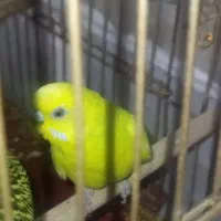 مرغ عشق ماده معاوضه با مرغ عشق ماده دیگر