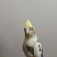 عروس هلندی|پرنده|تربتحیدریه, میدان مرکزی|دیوار