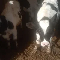 گوساله ۴ ماهه|حیوانات مزرعه|سبزوار, رباط|دیوار