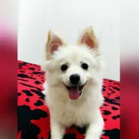 سگ پامر روباهی|سگ|رشت, حمیدیان|دیوار