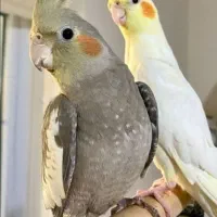 پرنده تزینی|پرنده|بندر دیر, |دیوار