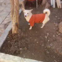 واگذاری|سگ|رباط‌کریم, رباط‌کریم|دیوار