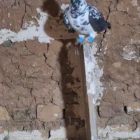 سینه سفید ماده