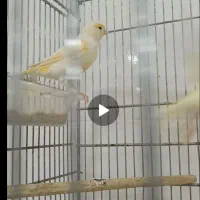 ماده مزایکی|پرنده|رشت, چمارسرا|دیوار