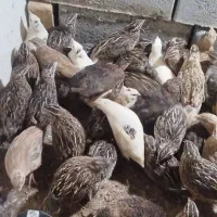 جوجه بلدرچین وبلدرچین گوشتی و تخم گذار|حیوانات مزرعه|رودان, |دیوار