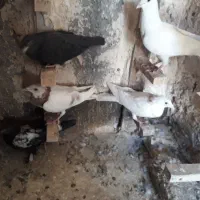 کبوتر