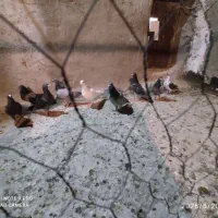 کبوتر تاختی جوانه