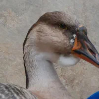 تخم نطفه دار قو افریقایی