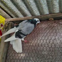 کبوتر|پرنده|ساری, |دیوار