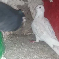 دورگ|پرنده|شوش, |دیوار