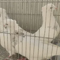 5  طوق طوقی الماسی هفترنگ  نر|پرنده|شاهین‌شهر, فیض|دیوار