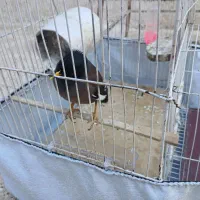 مرغ مینا