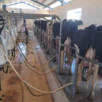 کارگر ساده گاوداری