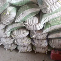 گندم پیشگام ابی|خوردنی و آشامیدنی|صالح آباد, |دیوار