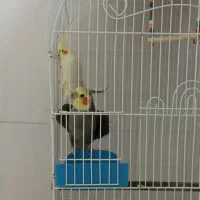 دوتا عروس هلندی به همراه قفس