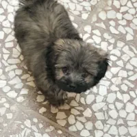 سگ پامر خرسی|سگ|قم, قلعه کامکار|دیوار