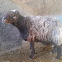 قوچ همو|حیوانات مزرعه|نیشابور, سرآب کوشک|دیوار