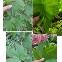 برگ انگور ترد و تازه گوجه سبز ارگانیک