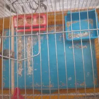 قناری دهن زن مست