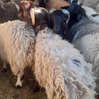 اگهی سرقت وکلاه برداری ۹راس بره|حیوانات|یزد, |دیوار