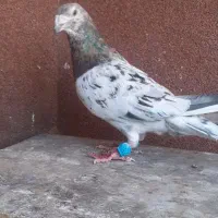 سار هفرنگ نر