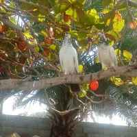 پرنده|پرنده|میناب, |دیوار