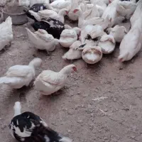 اردک.اسرائیل.ی