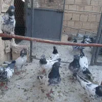کفتر پاکستانی اصل|پرنده|قم, لسانی|دیوار