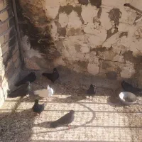 ۲۰عددکبوترخوب