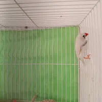 فنچ نر|پرنده|شیروان (خراسان), |دیوار