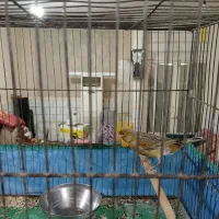 قناری نر|پرنده|رامهرمز, |دیوار