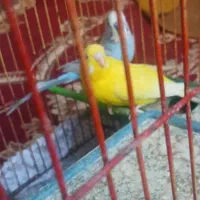 دوجفت مرغ عشق|پرنده|مسجد سلیمان, |دیوار