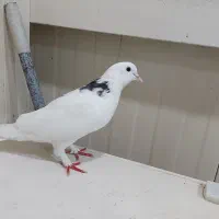 کبوتر کفتر ماده  کت سبز  پاپر سالم  و سرحال