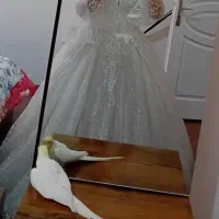 لباس عروس|لباس|تبریز, |دیوار