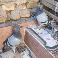 پلاکی|پرنده|خرمشهر, |دیوار