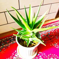 گل کاکتوس آلوئه شاخ بزی