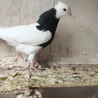 کبوتر طوقی|پرنده|گنبد کاووس, |دیوار