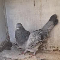 نر و ماده دوده ای|پرنده|شهرکرد, |دیوار