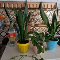 کاکتوس  آلوئه ورا، یوکا ،پتوس،سانسوریا،گل طبیعی|گل و گیاه طبیعی|ری, جوانمرد قصاب|دیوار