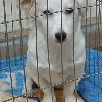 سگ نژاد پامر اشپیتز|سگ|شیراز, شهرک مخابرات|دیوار