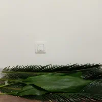 برگ سیکاس گل آرایی