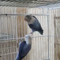 فروش جفت کتوله برزیلی مولد|پرنده|مهر, |دیوار