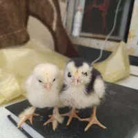 ارزان سرای جوجه ماکیان 45000هزارتومان