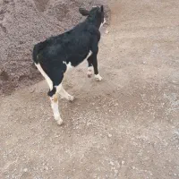 دو عدد گوساله سیمینتال|حیوانات مزرعه|مهربان, |دیوار