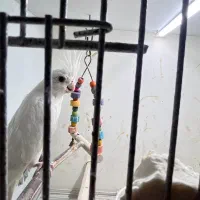 عروس هلندی آلبینو